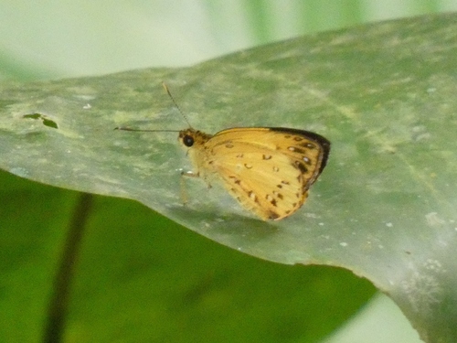 Wollaston’s Forest Sylph