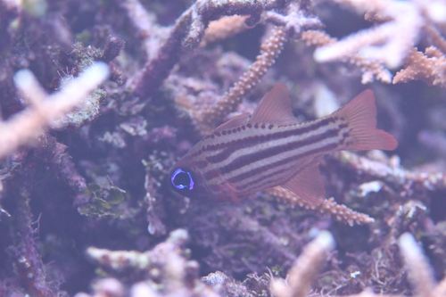 Photo of Ochre-striped cardinalfish (Ostorhinchus compressus)
