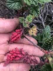 Ribes lehmannii