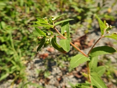 Euphorbia nutans