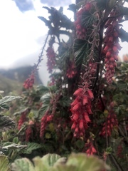 Ribes lehmannii