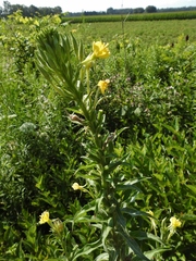 Oenothera biennis