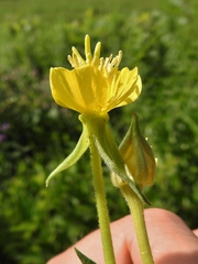 Oenothera biennis