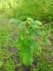 Lespedeza hirta hirta