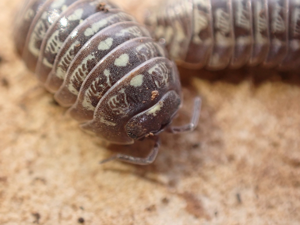 Armadillidium simoni