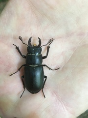Lucanus ibericus