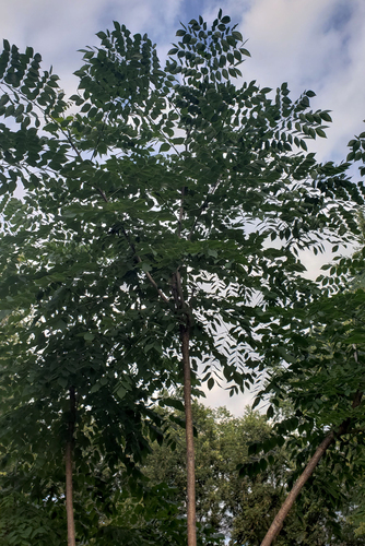 Gymnocladus dioicus