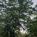 김노클라두스 디오이쿠스 (Gymnocladus dioicus): 기원과 용도 — 사진 2