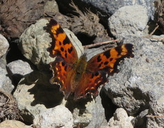 Polygonia faunus
