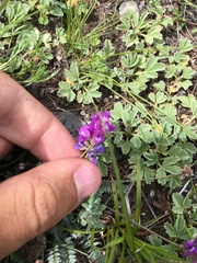 Oxytropis coerulea