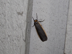 Manulea bicolor