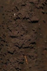 Cryptostroma corticale