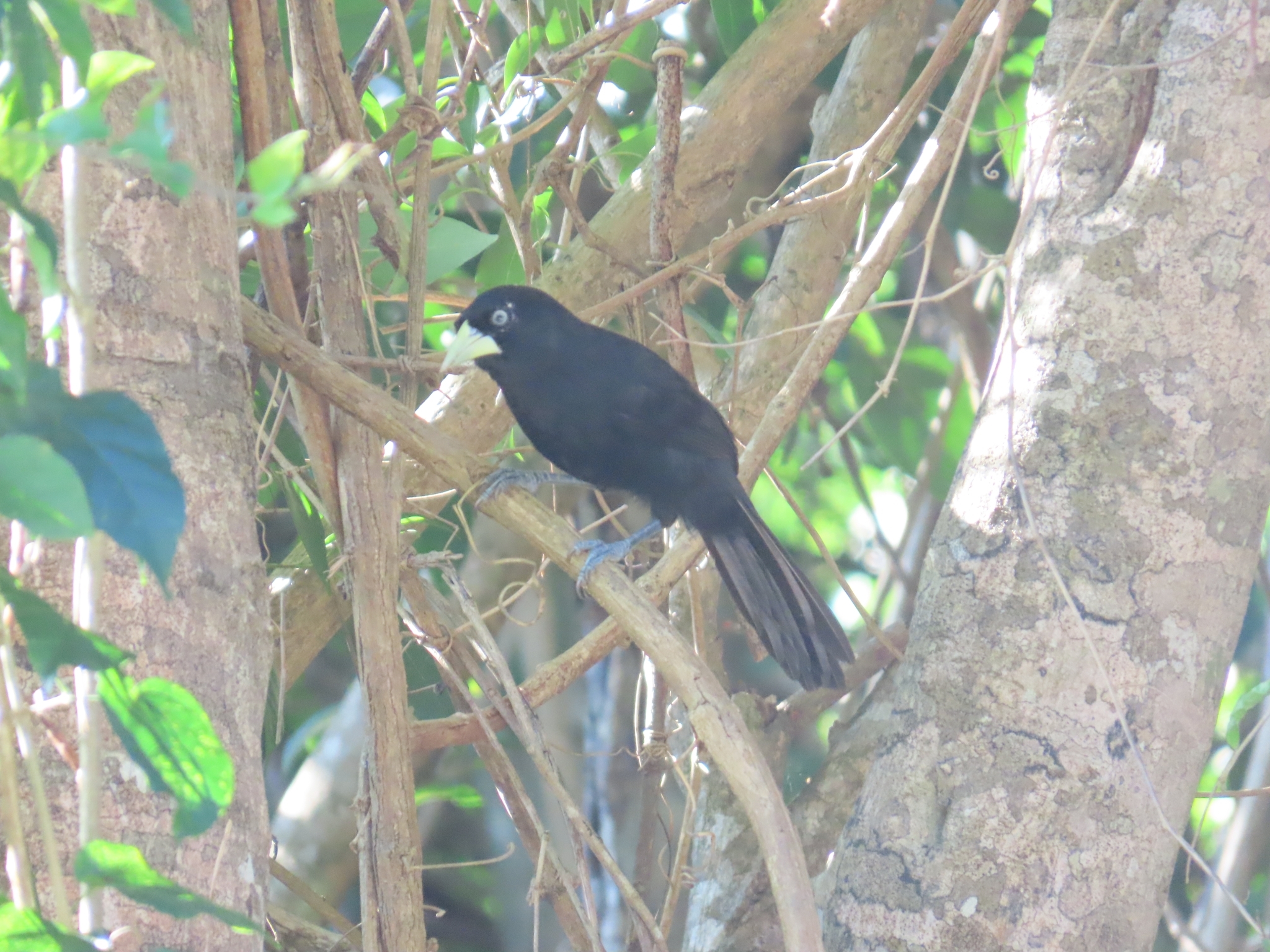 Yellow-billed Cacique (Amblycercus holosericeus), photo 2