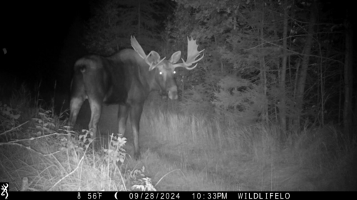 Moose photographed in Michigan