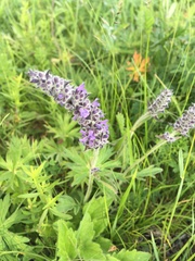 Nepeta multifida