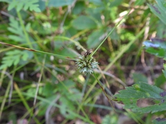 Cyperus lupulinus macilentus