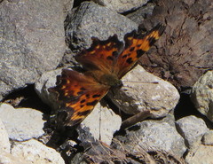 Polygonia faunus