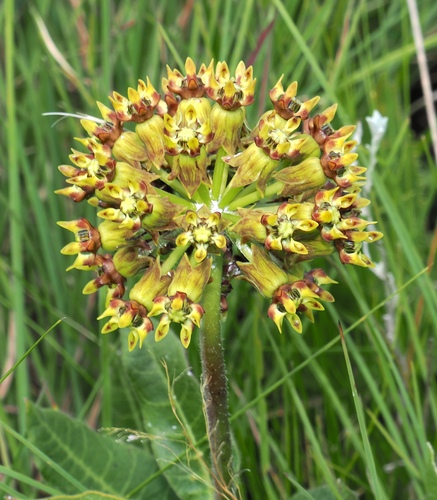 Image of Asclepias macropus by (c) desertnaturalist, some rights reserved (CC BY)