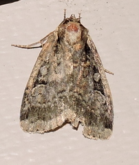 Eueretagrotis sigmoides