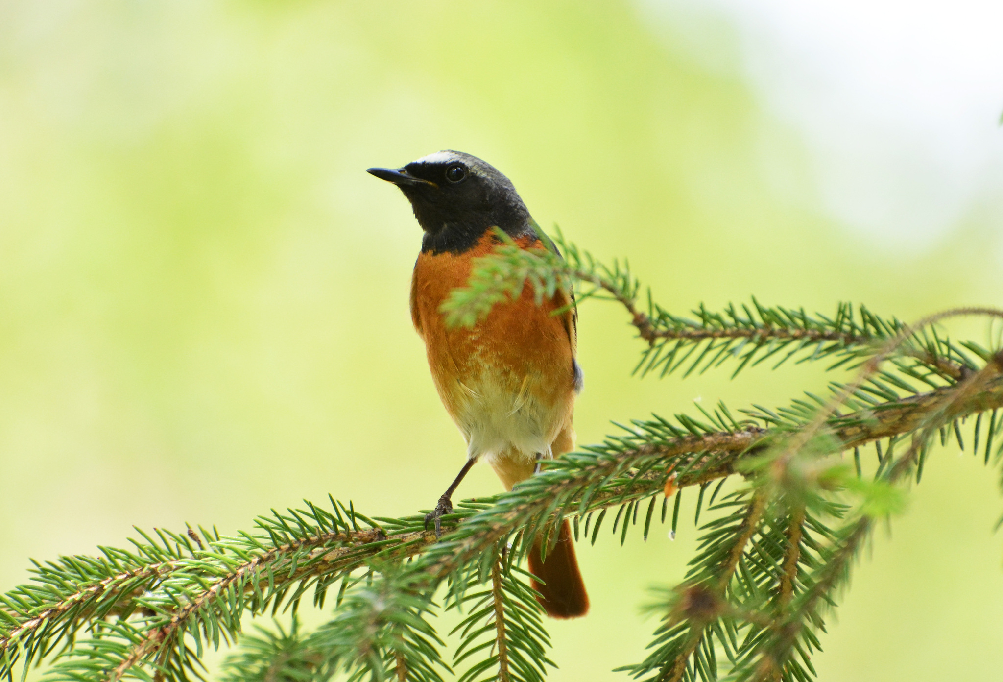 iNaturalist.org. Г. Столбова, Новочебоксарск Чувашия, июнь 2024