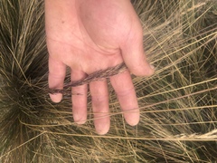 Calamagrostis effusa