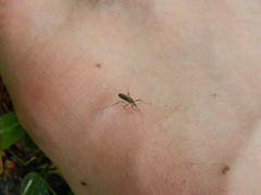 Aedes atropalpus
