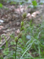 Carex tribuloides