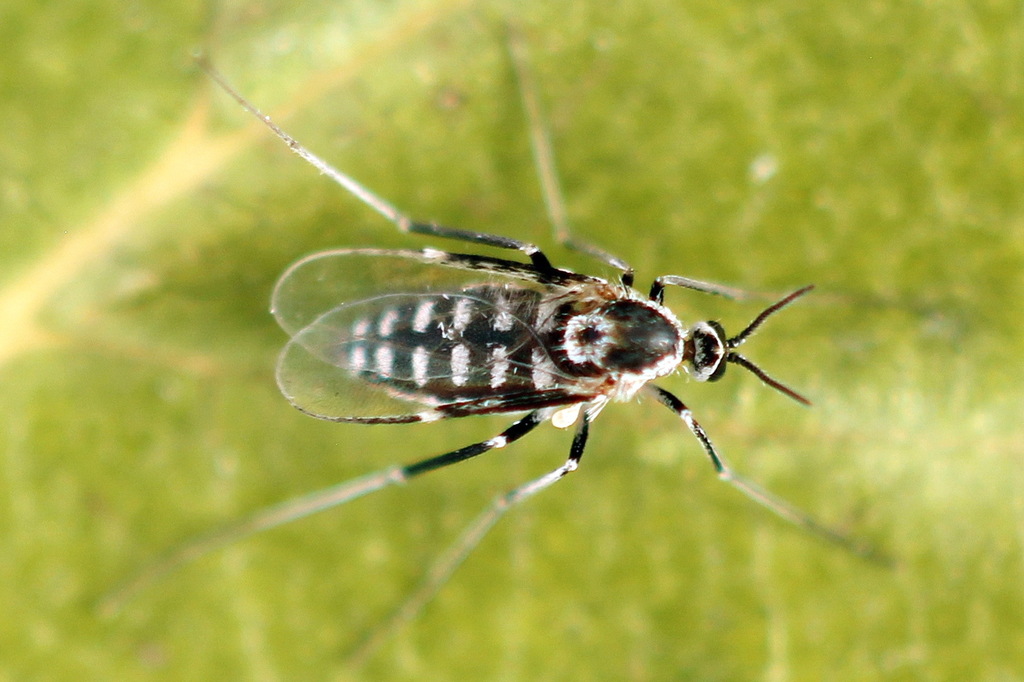 Lasioptera artemisiae
