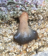 Image of Anthopleura ballii