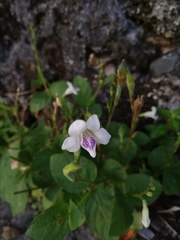 Asystasia intrusa