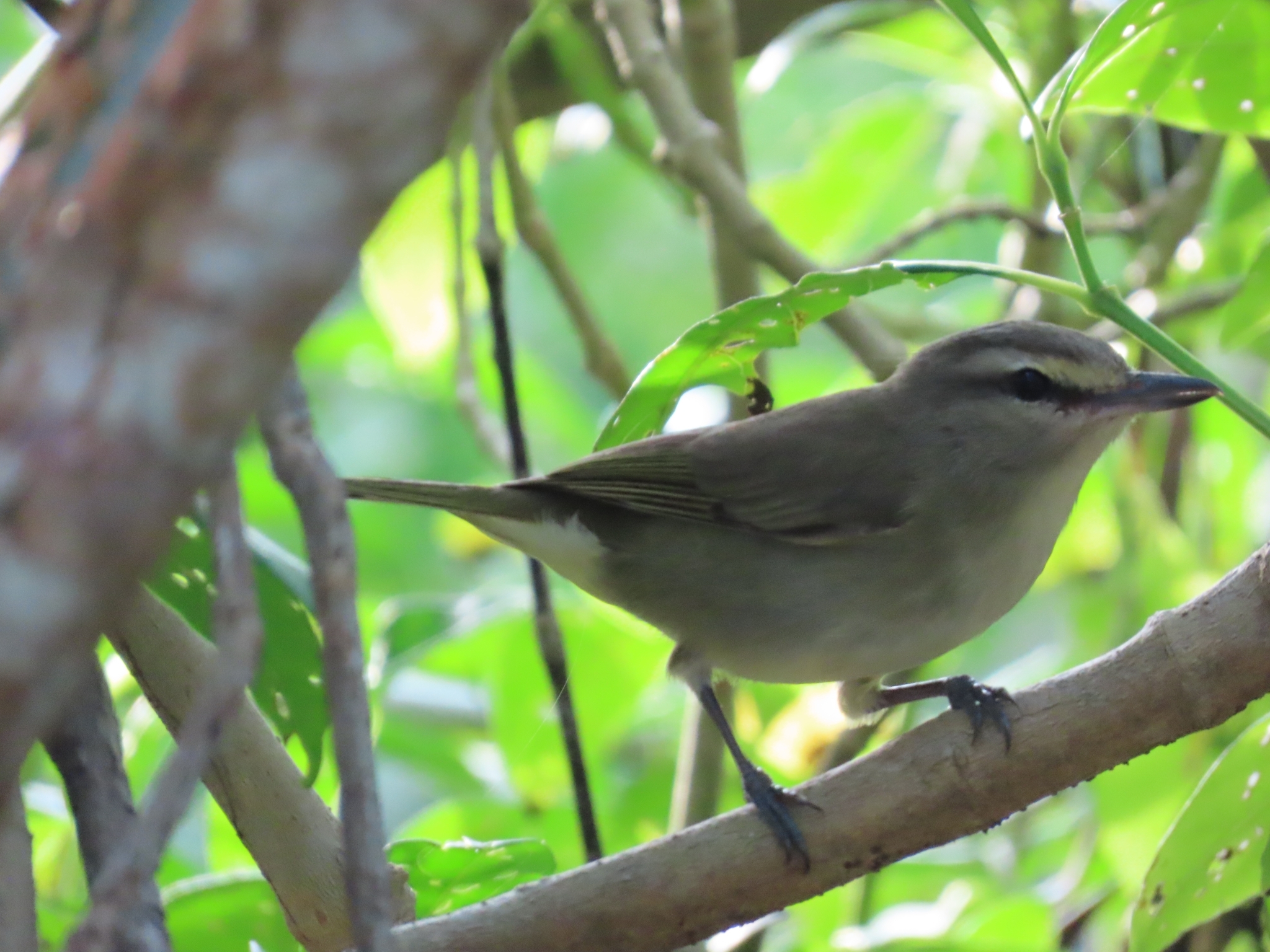 Yucatan Vireo (Vireo magister), photo 7