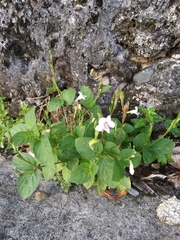 Asystasia intrusa