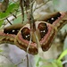 Caesar Cobra Moth - Photo (c) Bird Explorers, some rights reserved (CC BY-NC), uploaded by Bird Explorers