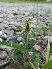 Astragalus schelichowii