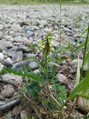 Astragalus schelichowii