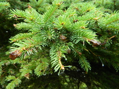 Picea glauca glauca