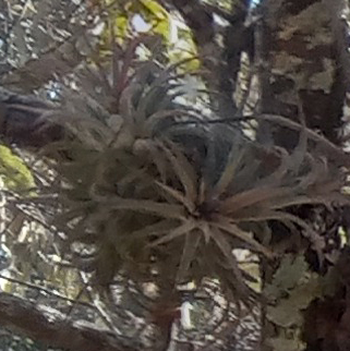 Imagem de Cabelo de louco