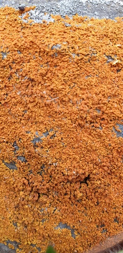 diskovník oranžový (Rusavskia elegans)
