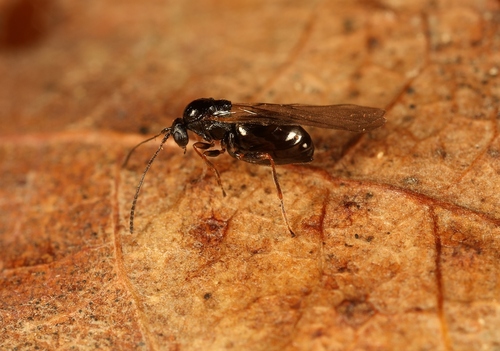 Smooth Spangle Gall Wasp