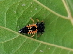 Harmonia axyridis
