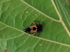 Harmonia axyridis