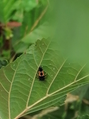 Harmonia axyridis