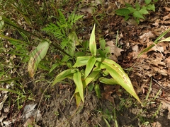 Dichanthelium latifolium