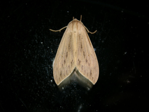 Leucanopsis lurida photo 5