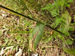 Dichanthelium latifolium