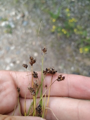 Carex duriuscula