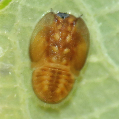 Bactericera minuta