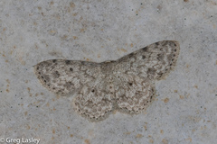 Scopula plantagenaria