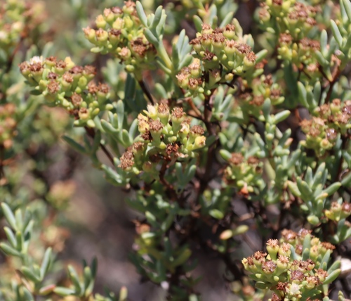 Image of Ruschia indecora by (c) Tony Rebelo, some rights reserved (CC BY-SA)