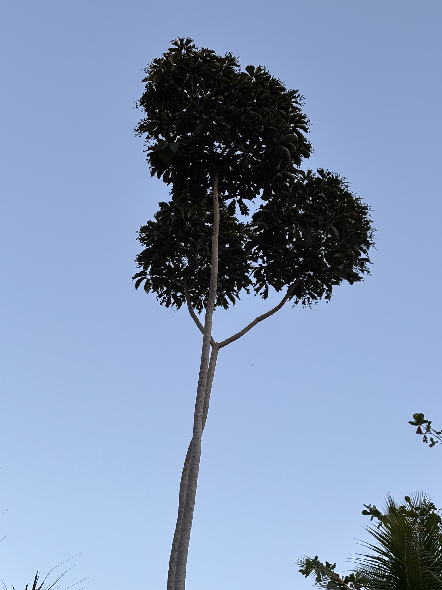 Imagem de Embaúba